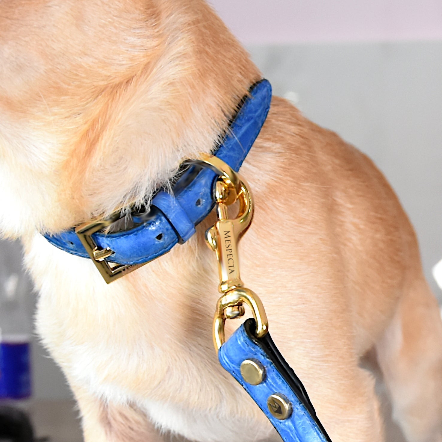 Guinzaglio in vera pelle di Coccodrillo Blu Cielo