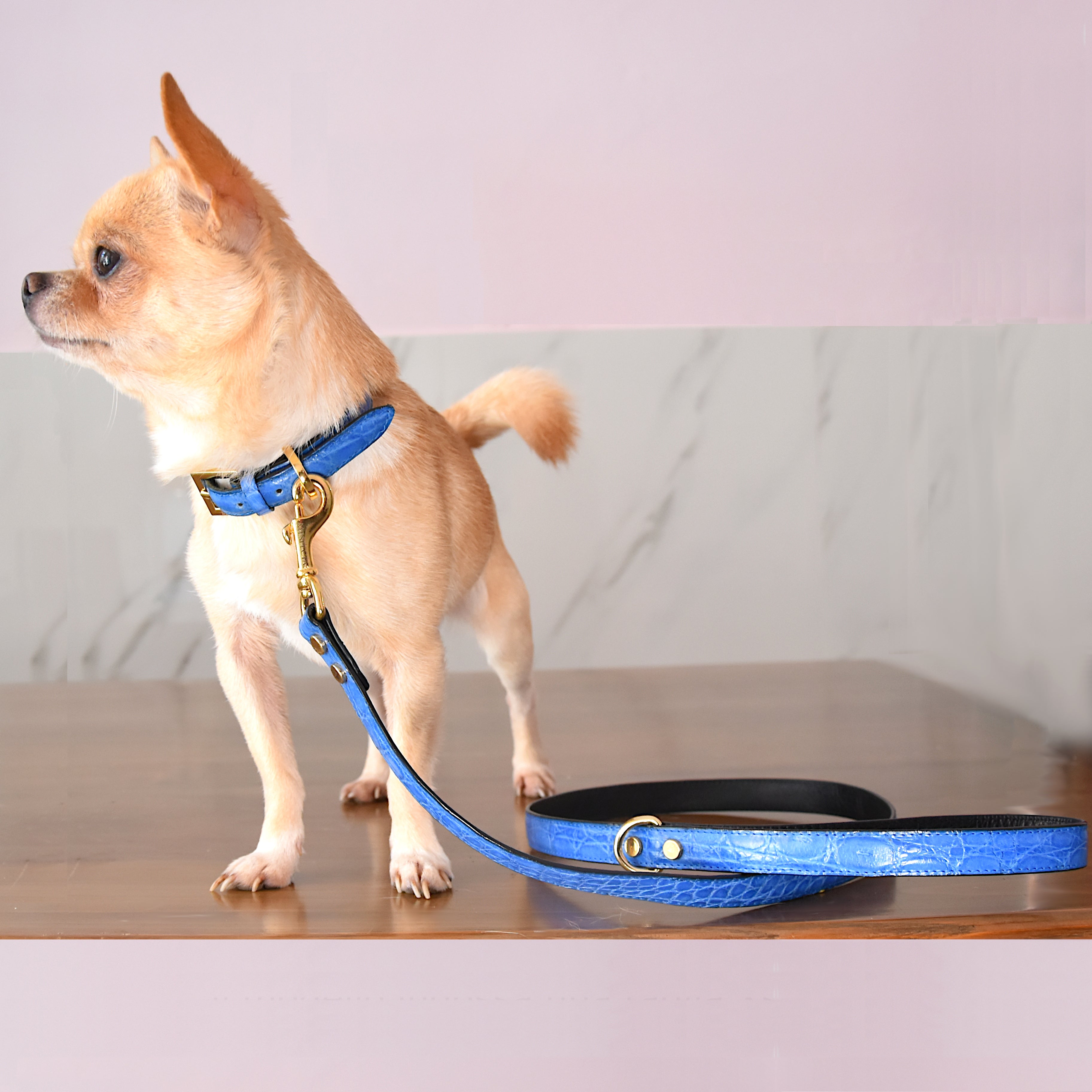 Guinzaglio in vera pelle di Coccodrillo Blu Cielo