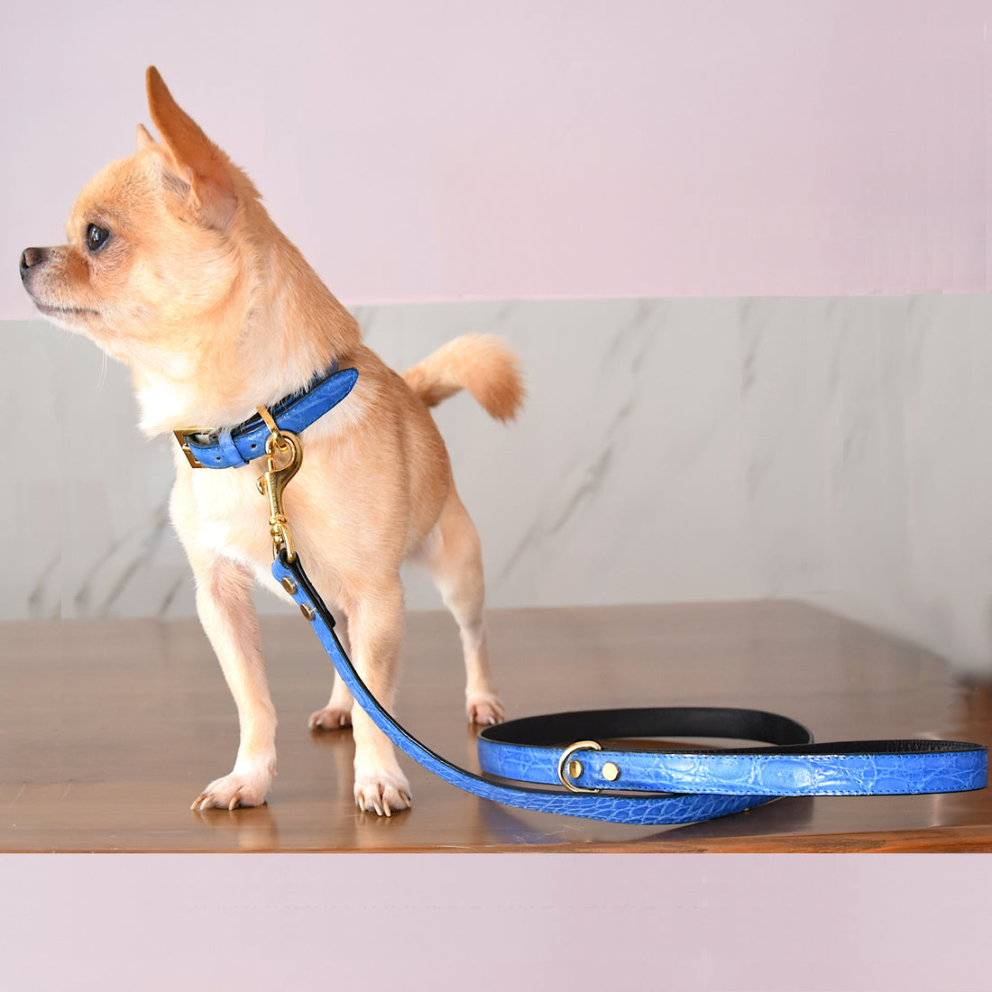 Guinzaglio in vera pelle di Coccodrillo Blu Cielo