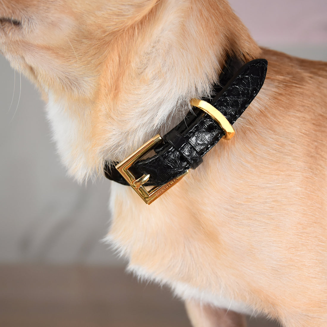 Collare per cani e gatti in vera pelle di pitone Personalizzabile