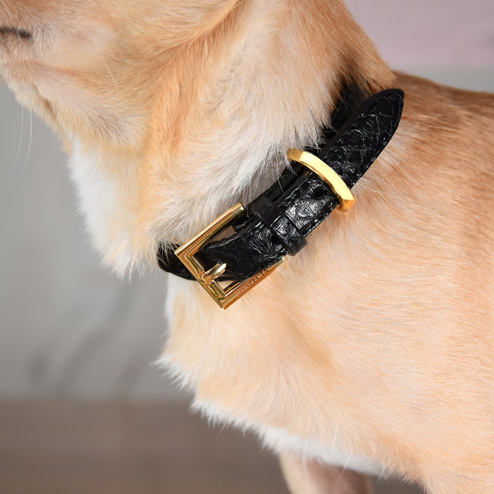 Collare per cani e gatti in vera pelle di pitone Personalizzabile