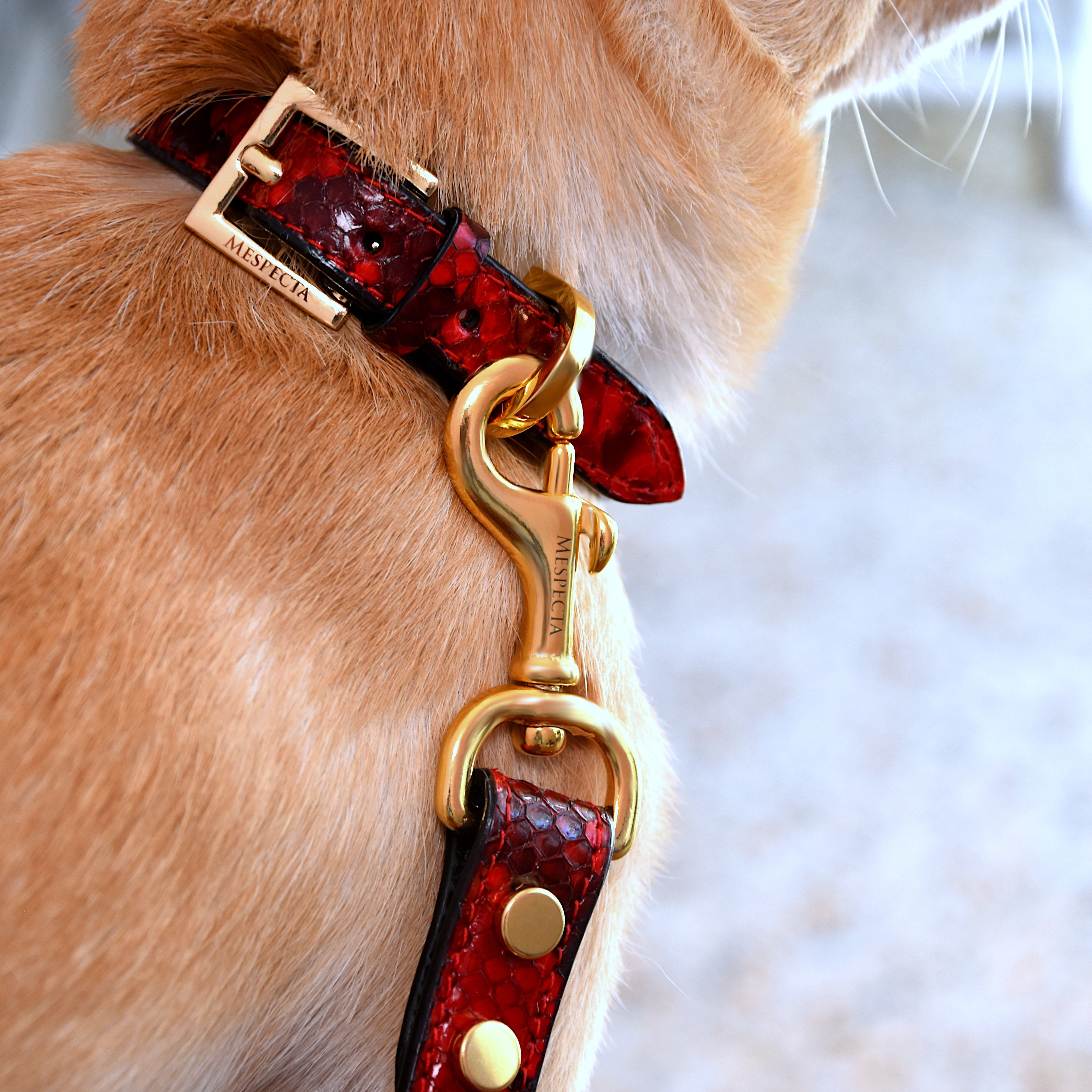 Collare in vera pelle di pitone Rosso Personalizzabile